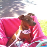 Cuppy in de fietsmand!