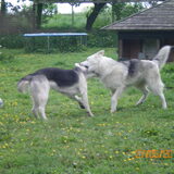 Ozzy en Yindi stoeien het liefst met elkaar.
