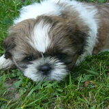 onze masha 7 weken