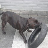 Michelin banden zijn wel staffordproof!!!!!!