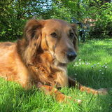 Momo, "onze" kleine Spanjaard