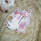 hier wat foto,s van de pups 24 uur oud