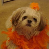 Hup Holland Hup !!!!!