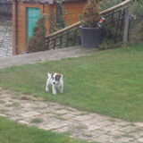 chucky hij was toen 11 weken