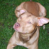hier nog een mooie foto van rocky