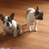 Jip en Puck, beide pups van onze Cera. Jip is nu van mijn broer en Puck…
