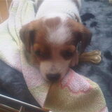 Maya - 7 weekjes oud