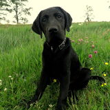 16 wkn oud, watergek zit de labrador echt in de genen!
