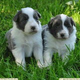 Kiki (rechts) met haar "grote" broer :D