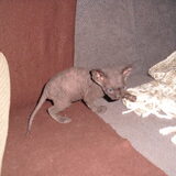 Mouna... Enkele weekjes oud...