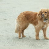 Teske op schiermonnikoog