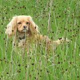 Verstopt tussen het hoge gras