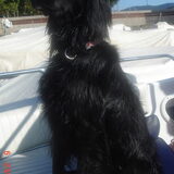 Gypsy, in Italië op de boot (: