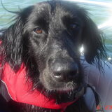 Gypsy, weer op de boot, met zijn zwemvest (om hem uit het water te…