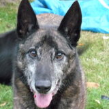 Max. Rust zacht ouwe vriend. We missen je.