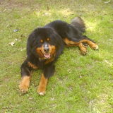 Bandu heeft het warm!