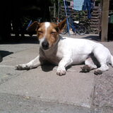 en dit is Kyra ook een jackrussel
