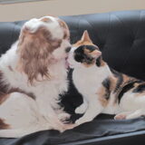 dit is mijn andere hond shanty samen met onze kat melly