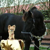 mijn paard met yentle