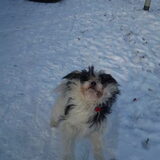 Dit is een ''mooie'' actie foto van Rakker rennend in de sneeuw!