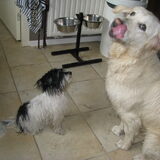 ziggy(1 jaar) en jacky (5 maanden), hond van mijn vriendin.