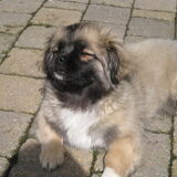 Bumo genietend in de zon