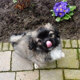 Bumo 9 weken