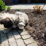 Bumo ontdekt de tuin