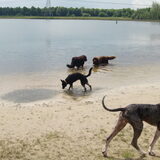 Foto van Linda; Roxy & Buddy