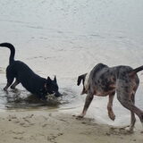 Foto van Linda; Roxy & Buddy