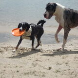 Foto van Linda; Roxy & Buddy