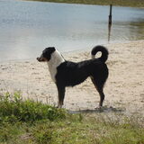Foto van Linda; Roxy & Buddy