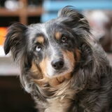 dolly