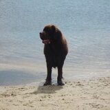 Foto van Linda; Roxy & Buddy