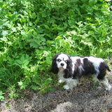bo in het bos