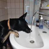 Foto van Linda; Roxy & Buddy