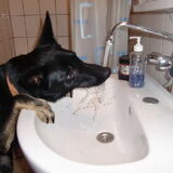 Foto van Linda; Roxy & Buddy