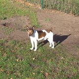 dit is duck onze lieve jack russel momenteel is hij bijna 16 jaar
