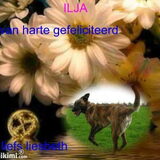 Foto van liesbeth,Turbo,Luna, Levi en Faith