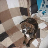 Beauty nog een pup