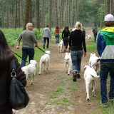 Dogo wandeling Lembeke Belgie