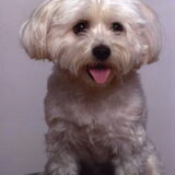 Onze lieve Dusty, voor altijd in ons hart.
