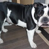 Foto van Daisy