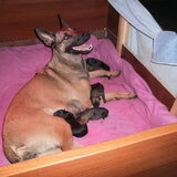 Op zondag 13 juni,is Layca bevallen van 8 mooie pups we zijn erg trots…