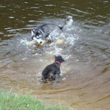 Samen stoeien in het water.. Heerlijk