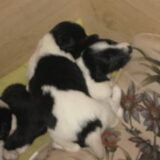 De broertjes en zusjes van laika (het zijn er 9!)