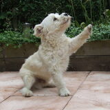 Foto van Ramona, Benji
