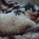 Foto van liesbeth,Turbo,Luna, Levi en Faith