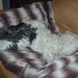 Foto van liesbeth,Turbo,Luna, Levi en Faith
