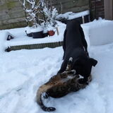 Cooper inzepen!